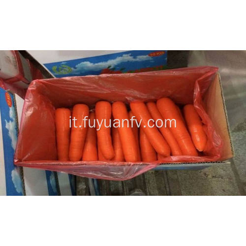 carota fresca con buona qualità